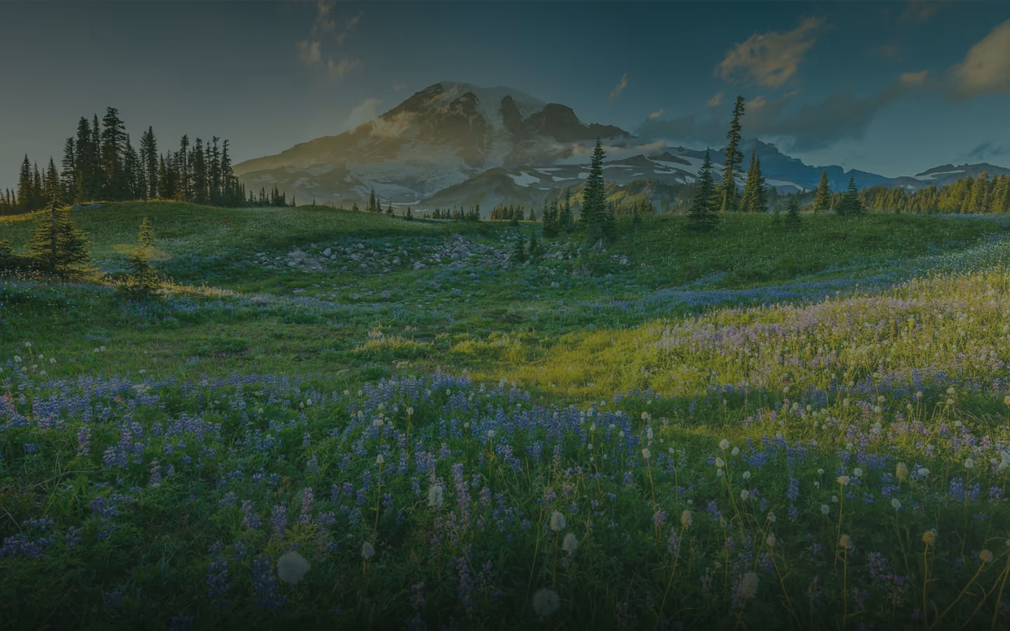 Mountain landscape with snow patches, pine trees, and a meadow filled with wildflowers at sunset.