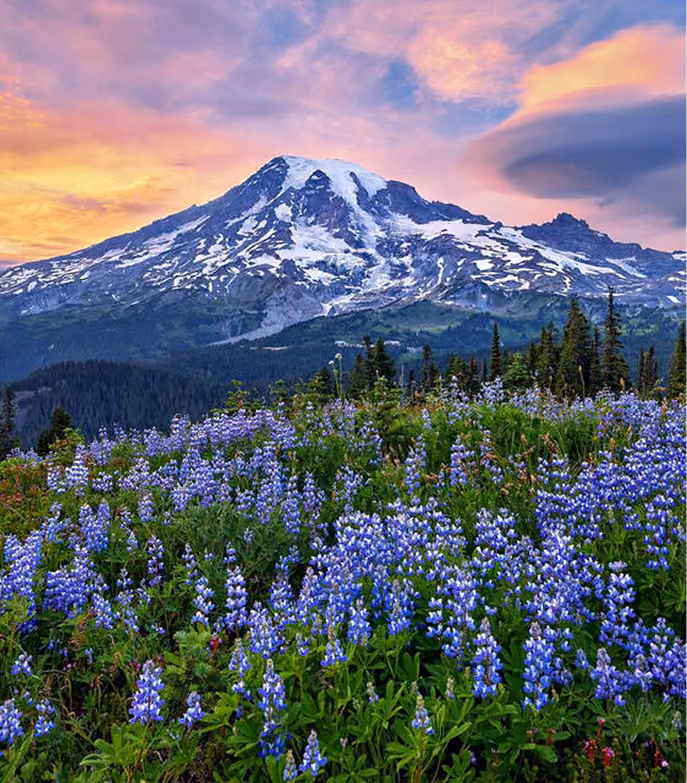 Snow-capped mountain behind wildflowers under a colorful sunset sky.