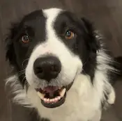 Australian shepherd