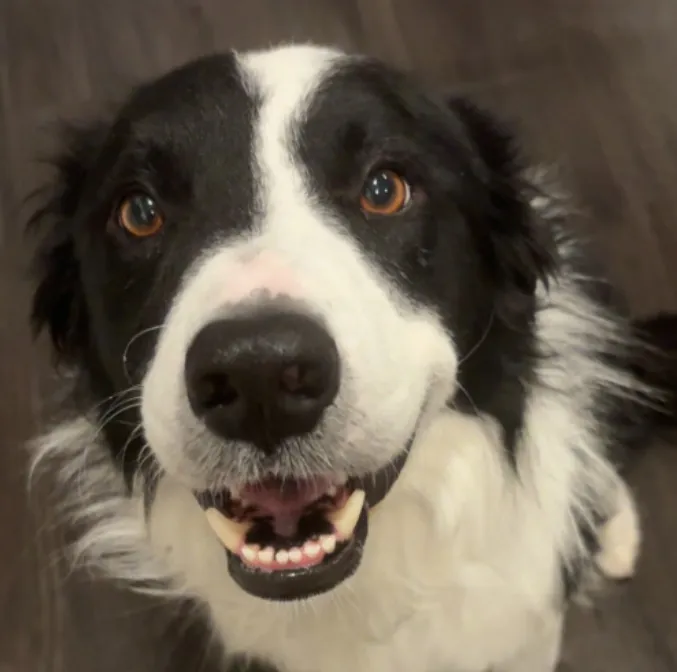 Border collie