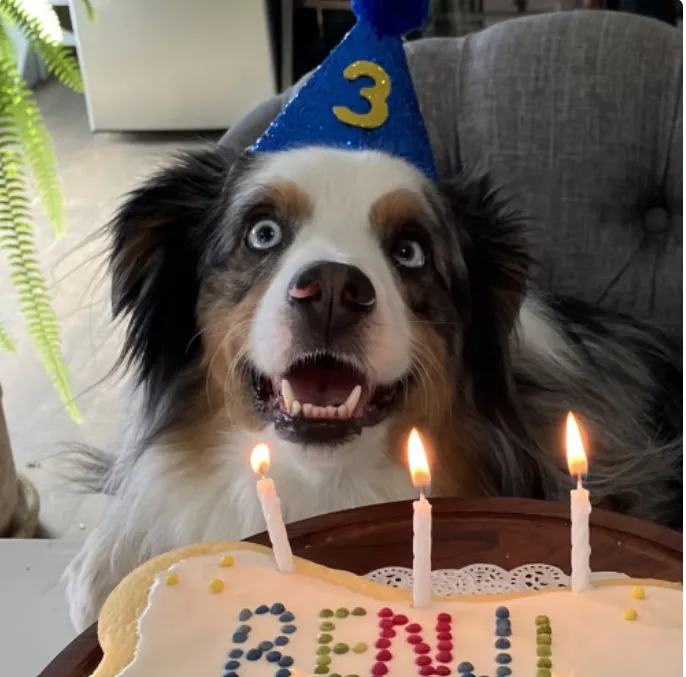Australian shepherd