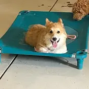 Corgi puppy training