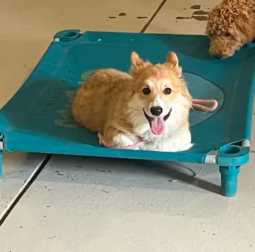 Corgi puppy training