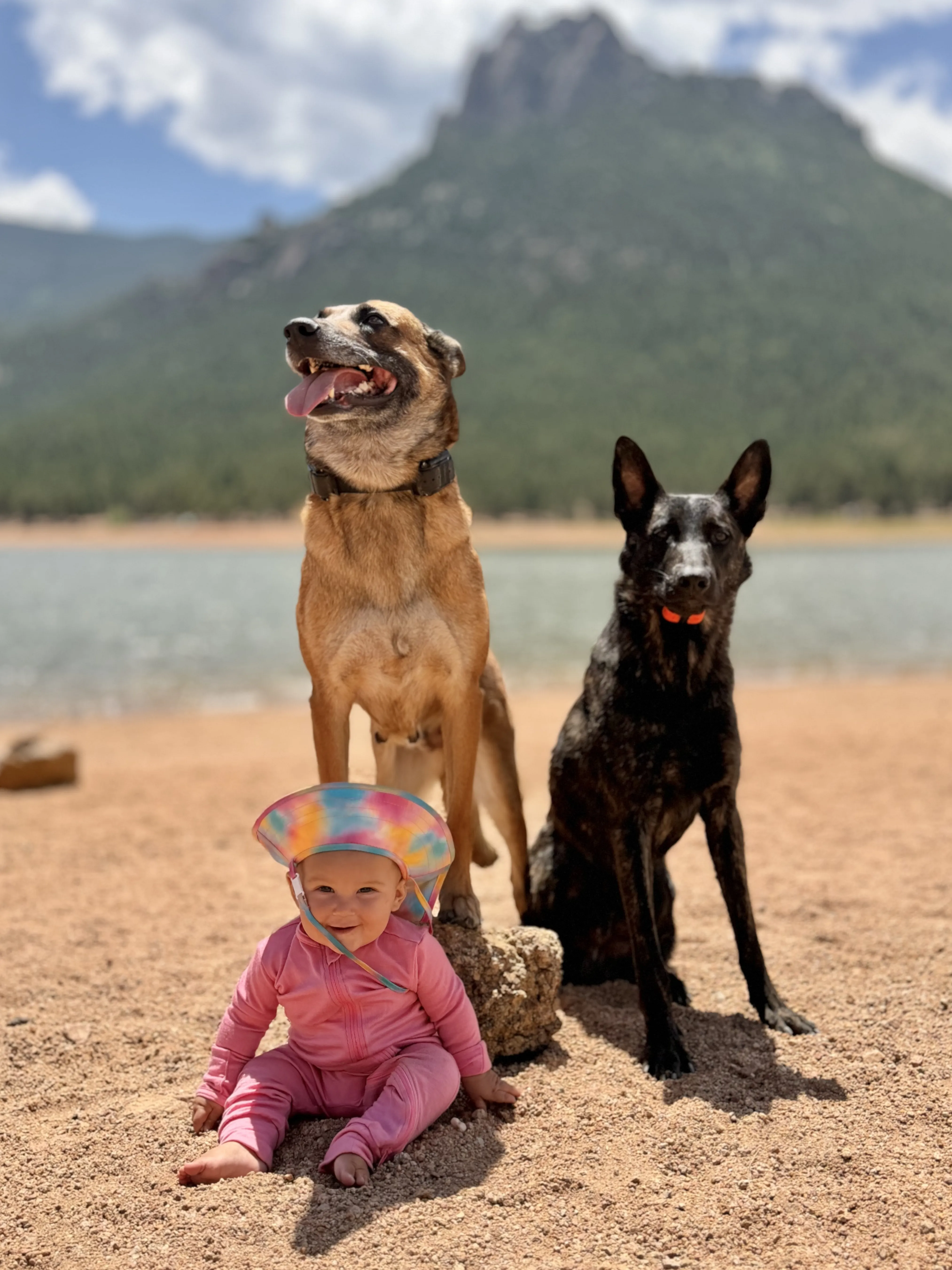 Two well trained dogs with their baby at the beach