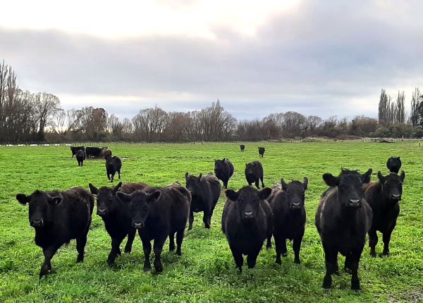 Black cows on a green field