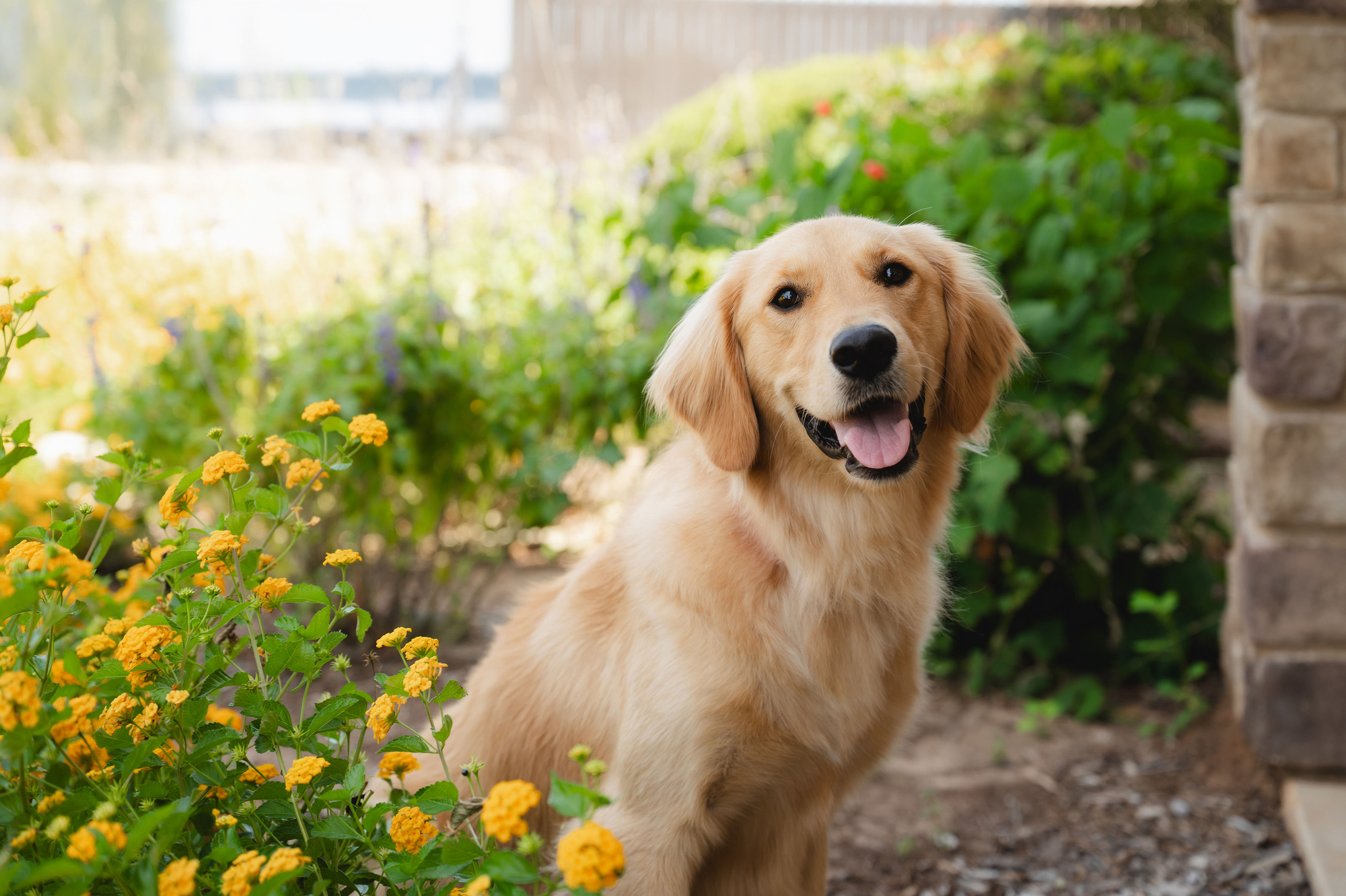 Golden retriever dog sitting outdoors near a garden with yellow flowers, looking at the camera.