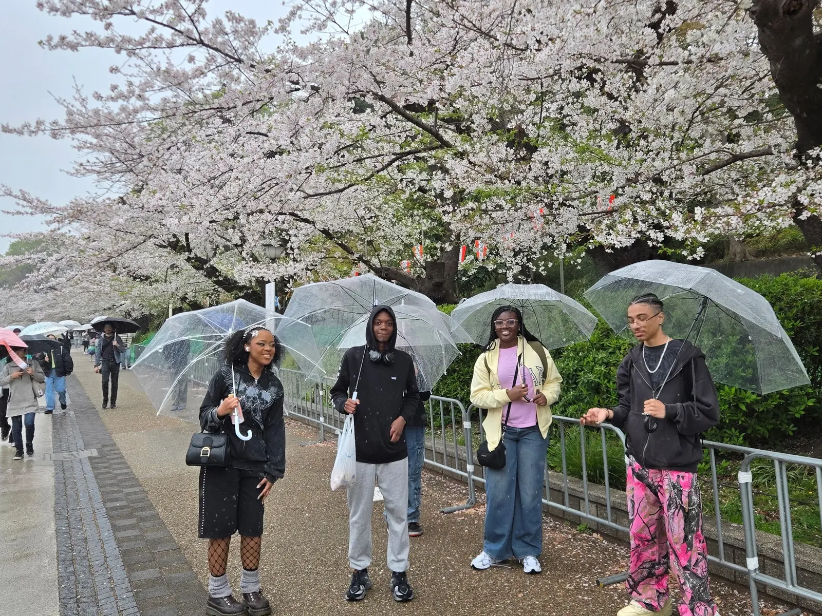 Students holding clear umbrellas under cherry blossom trees in Japan