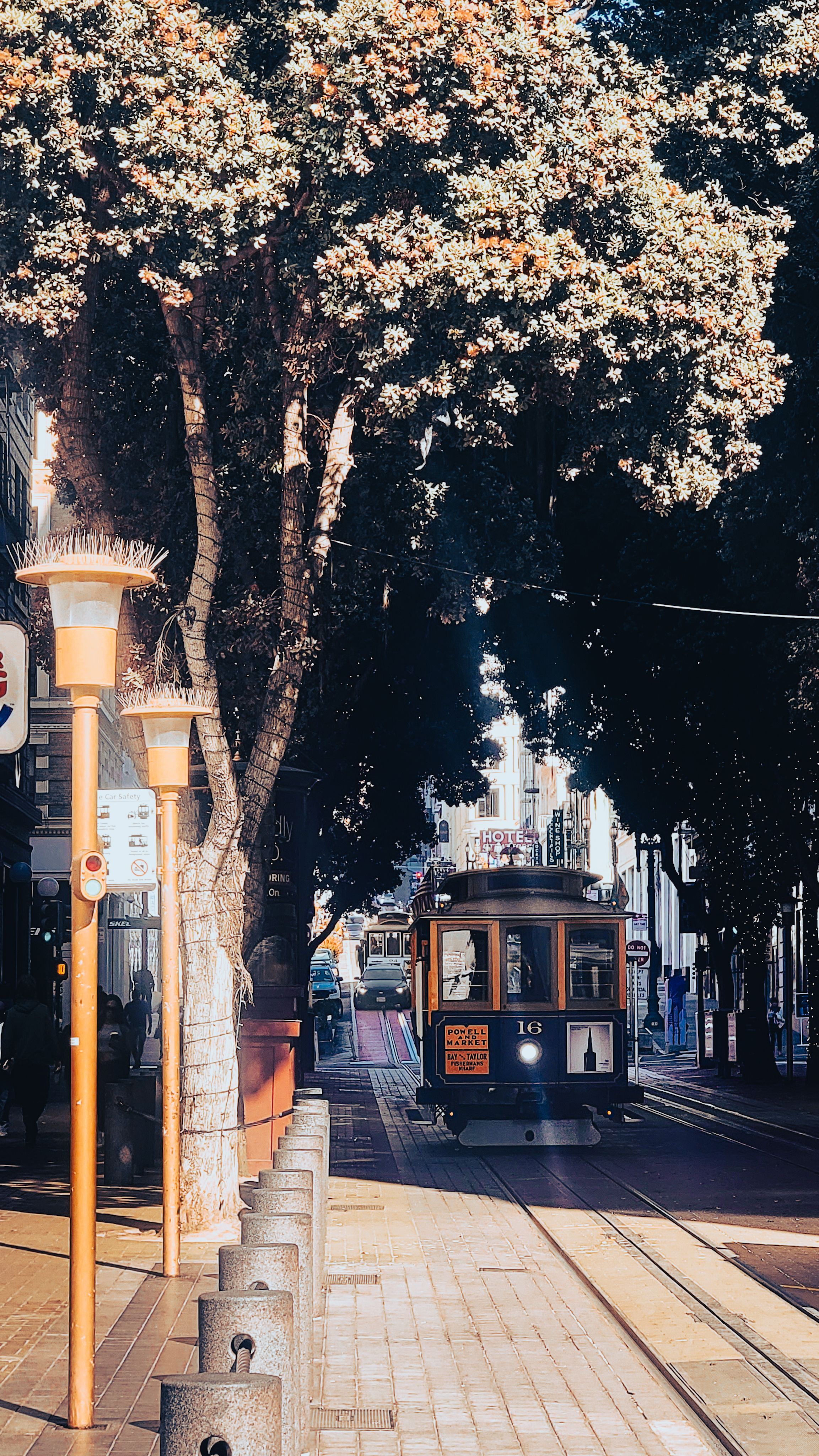 Cable car traveling along a tree-lined San Francisco street.