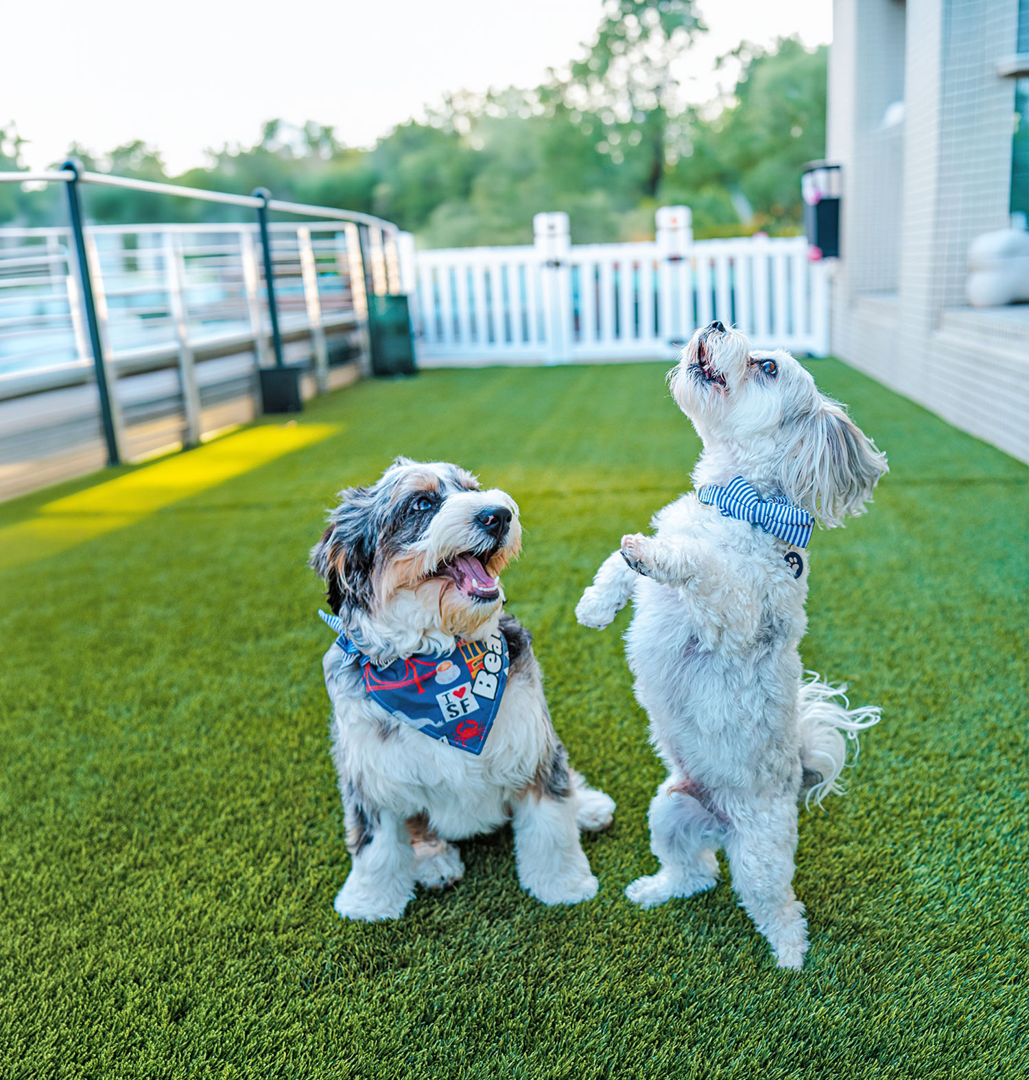 Two dogs wearing colorful accessories pose on artificial grass, with one standing on its hind legs.