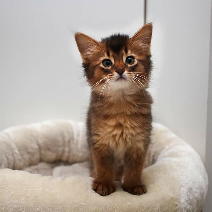 somali cat price