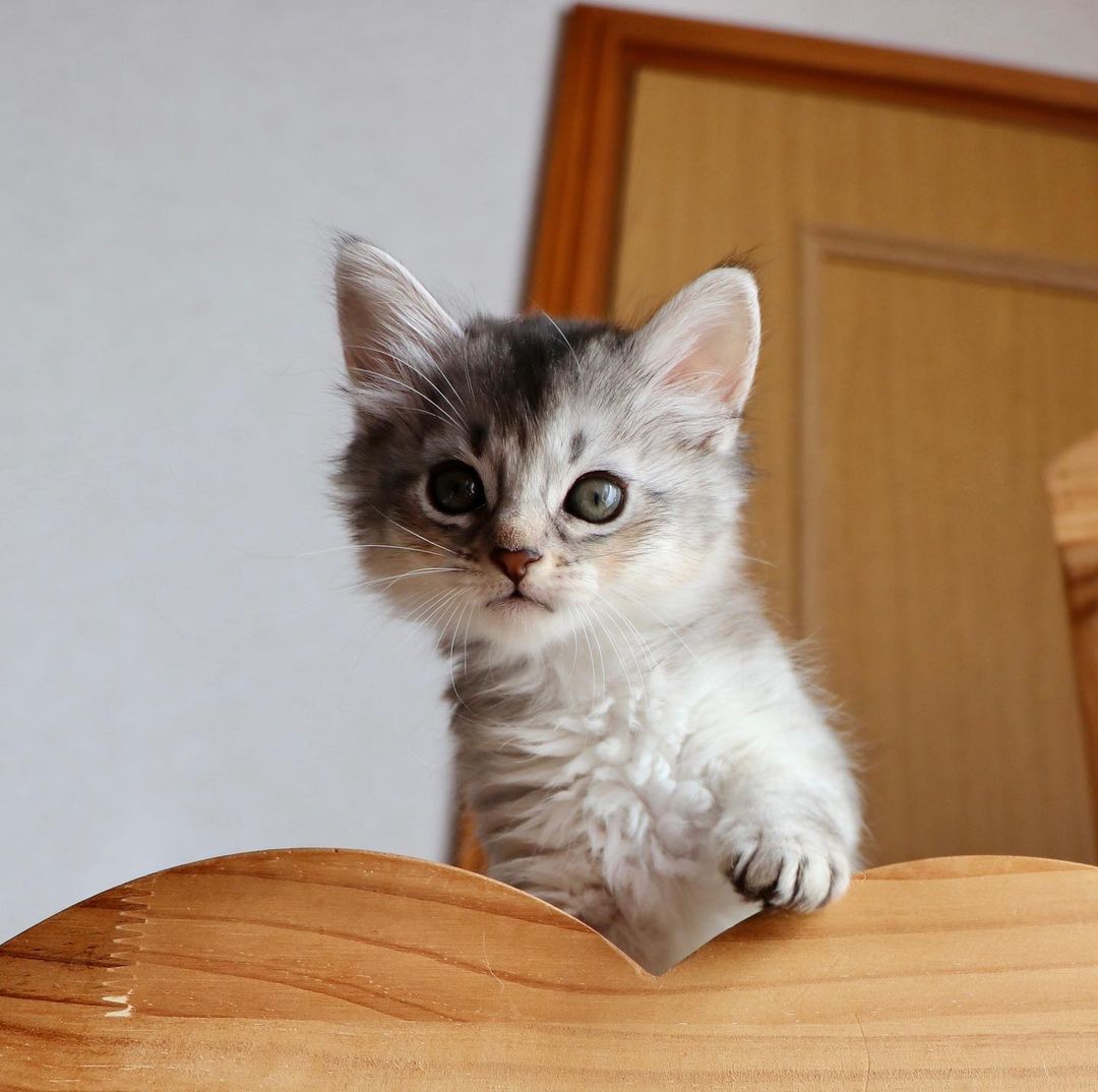 Get your own Somali cat today! This gray and white kitten is waiting for you on a bed.