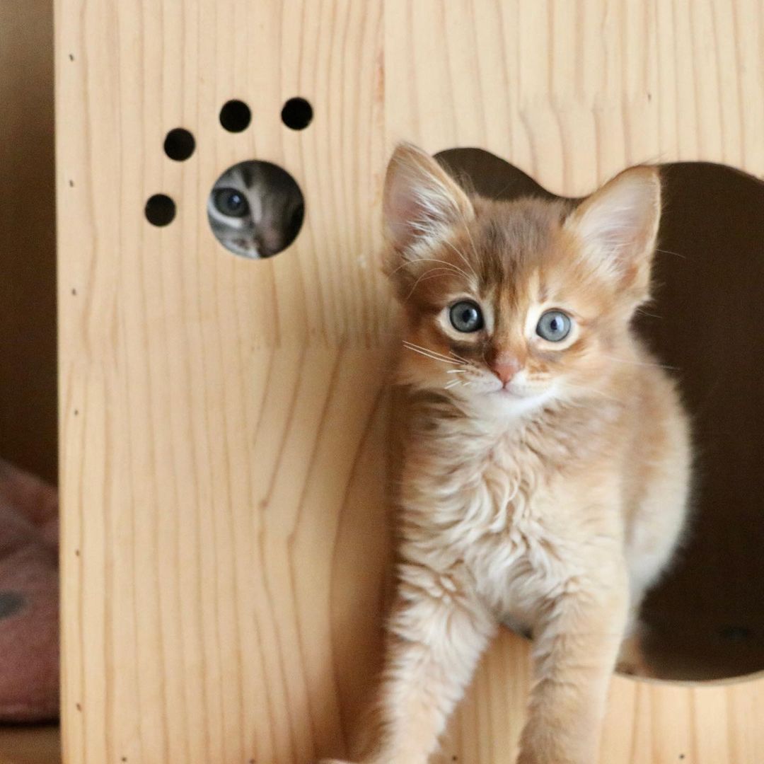 somali cat for sale
