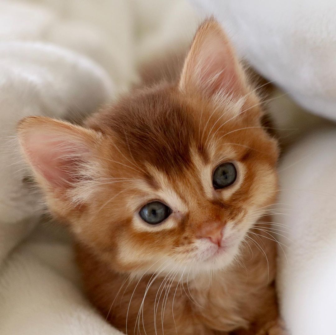 somali cat price
