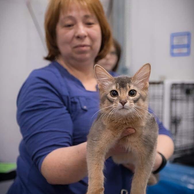 somali cattery