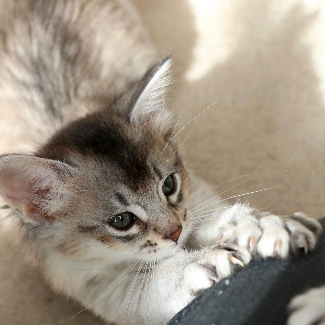 somali cat price