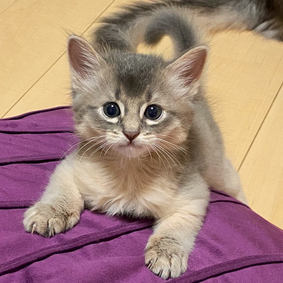 somali cat for sale