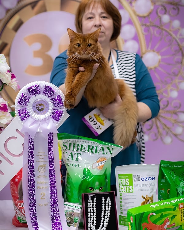 somali cat for sale