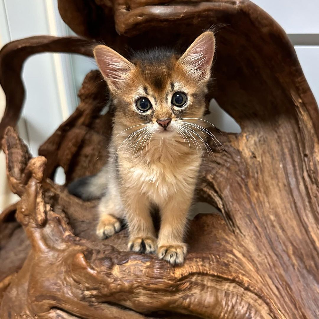 somali kittens