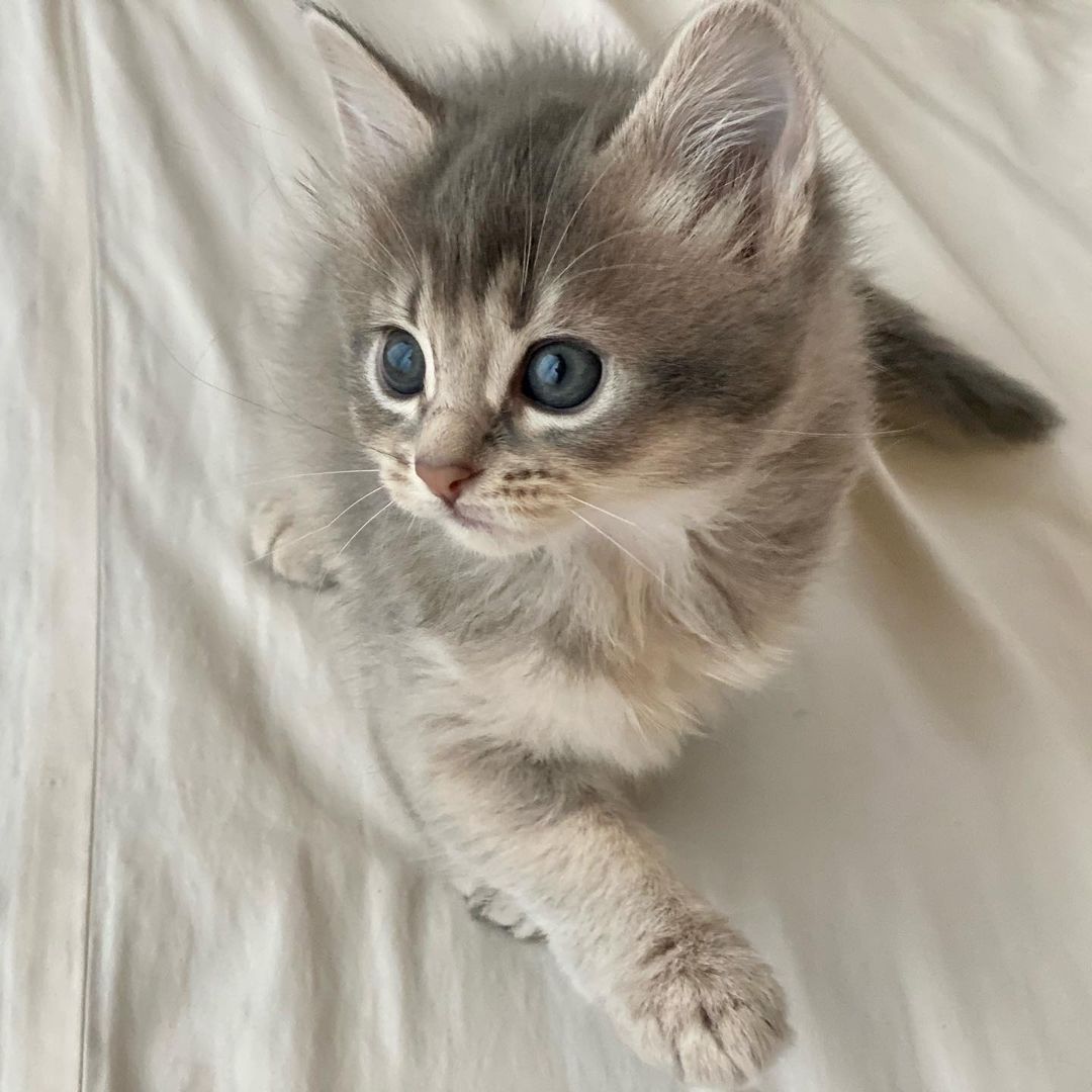 somali cat price