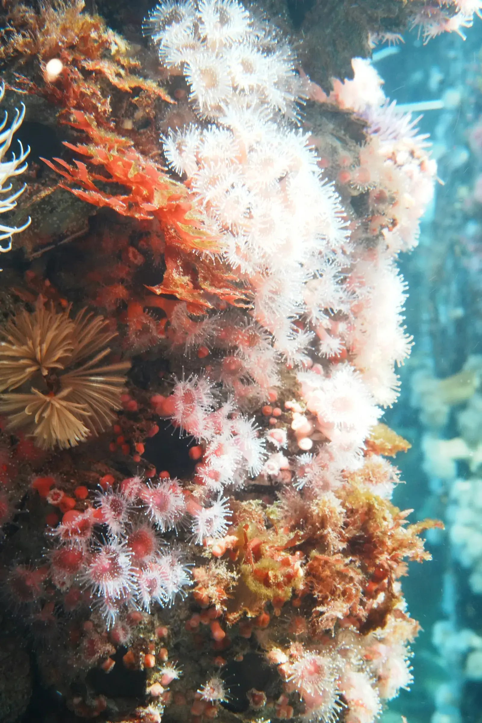 White and pink sea anemones covering a rock face underwater, New Beach journal