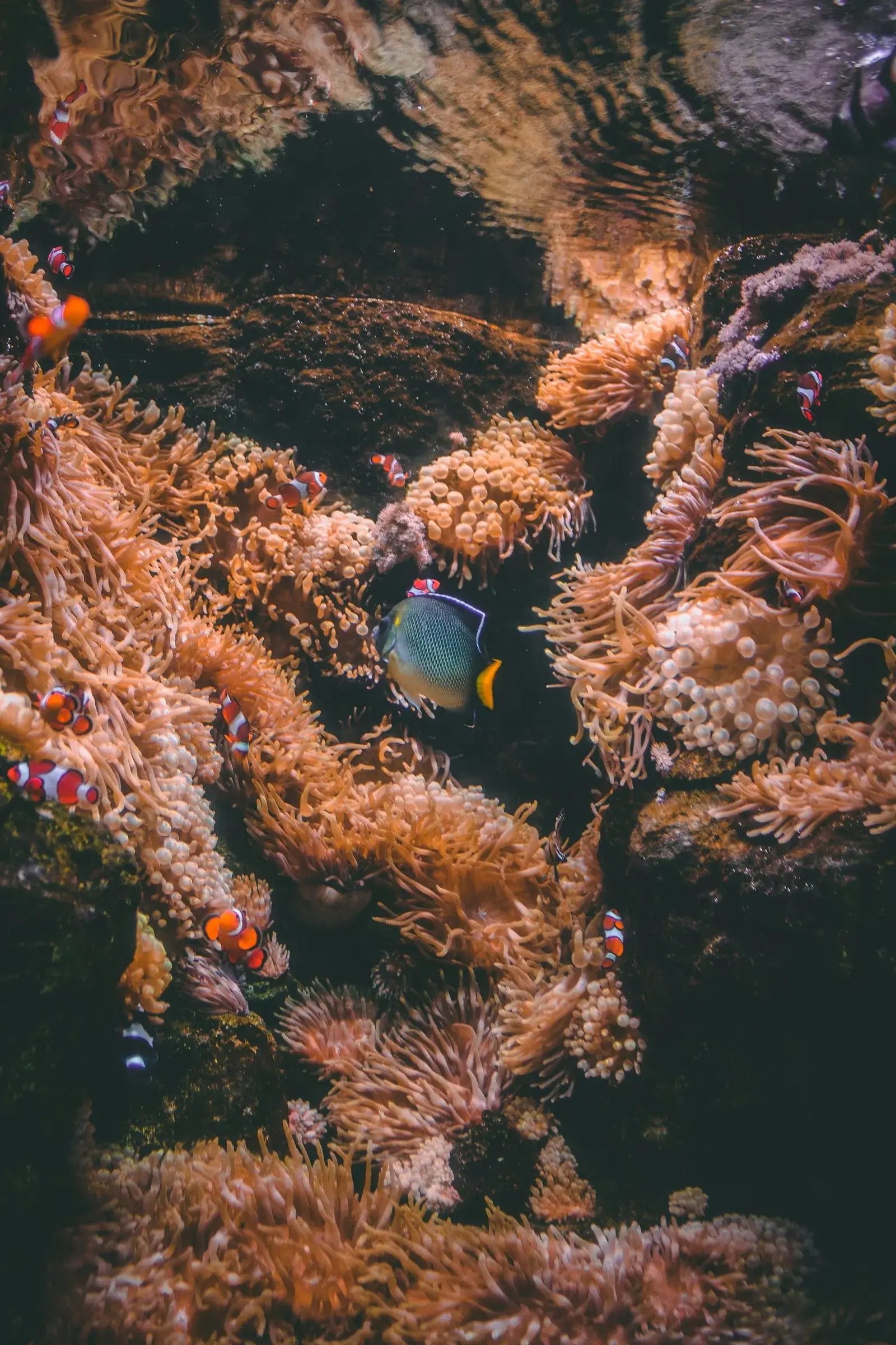 A reef aquarium scene with sea anemones and clownfish among soft corals, New Beach journal