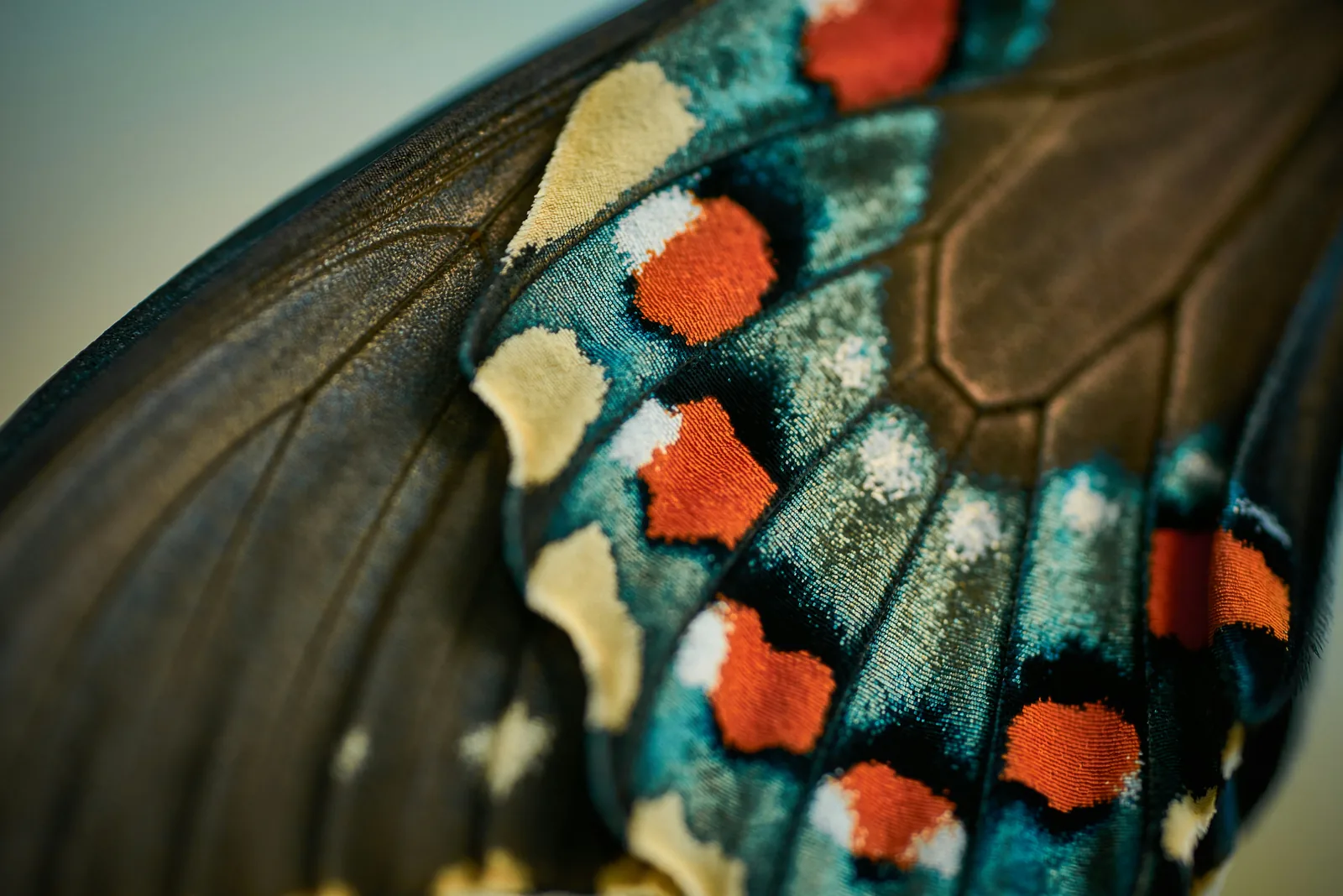 Macro of a butterfly wing patterned with teal, cream and orange markings, New Beach journal