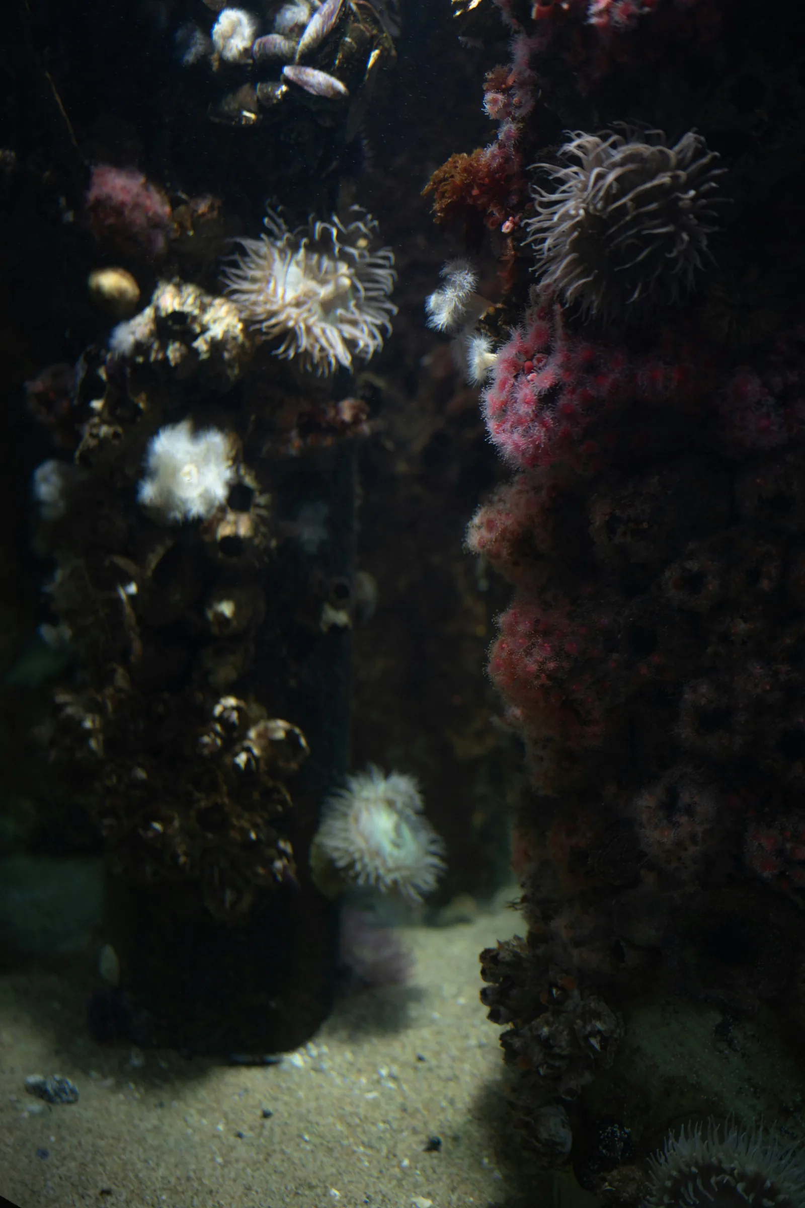 Pale sea anemones growing on dark rock in dim underwater light, New Beach journal