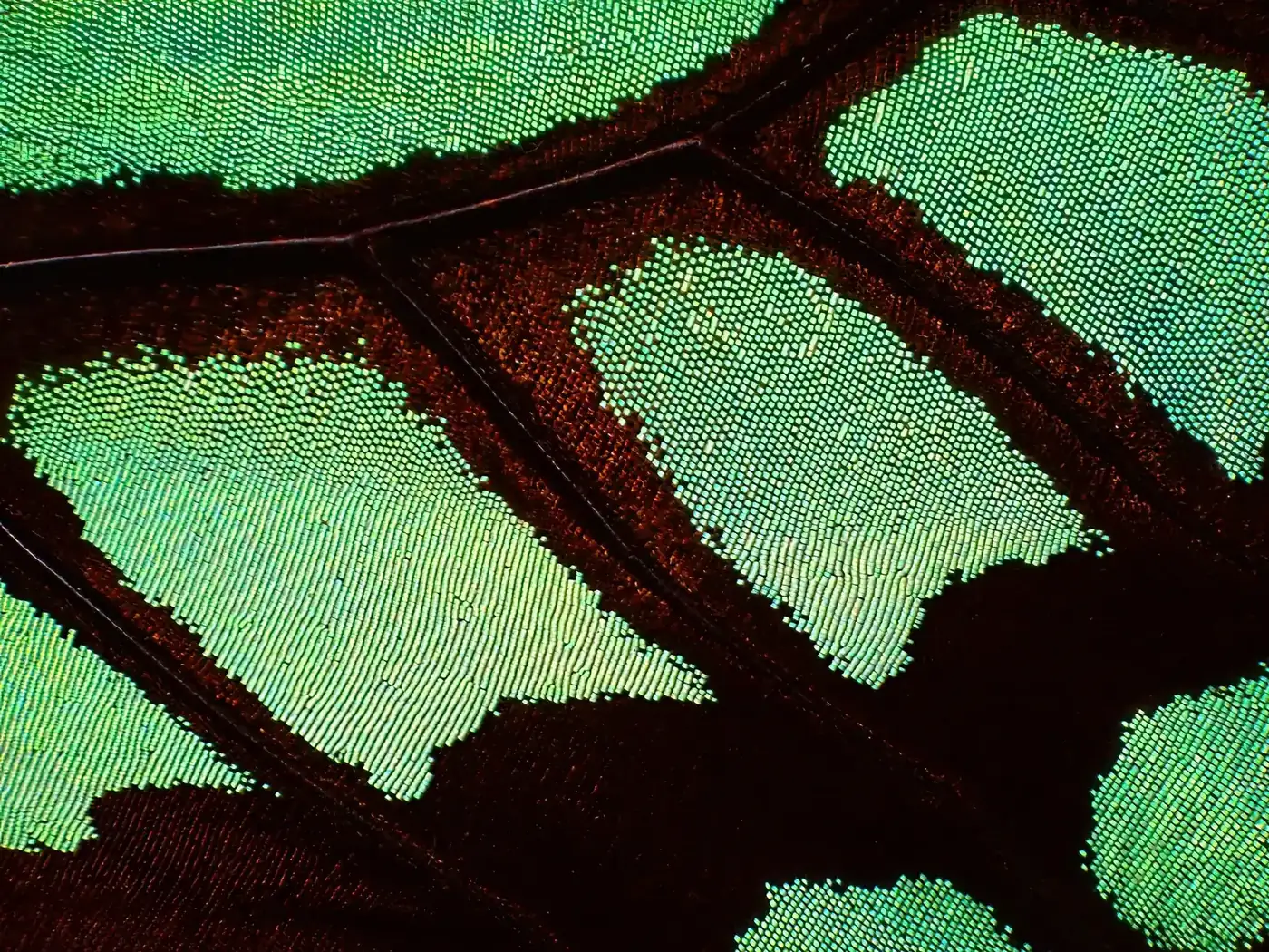 Extreme close-up of a butterfly wing, iridescent green scales divided by dark veins, New Beach journal