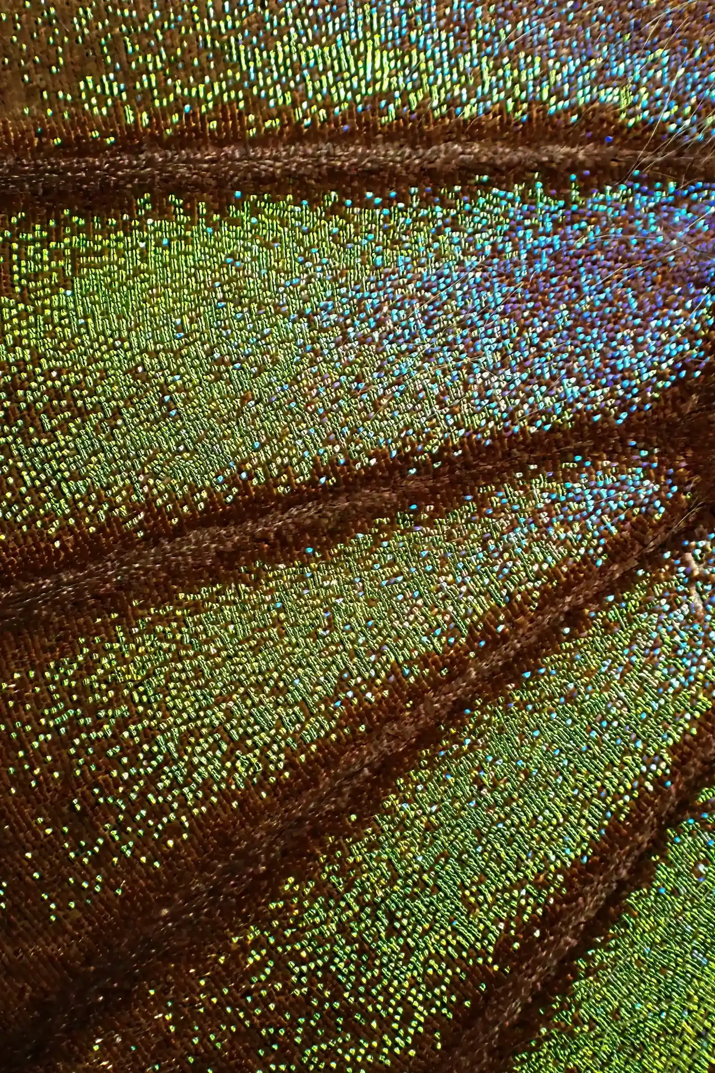 Macro photograph of an iridescent insect wing, scales shifting from green to blue, New Beach journal