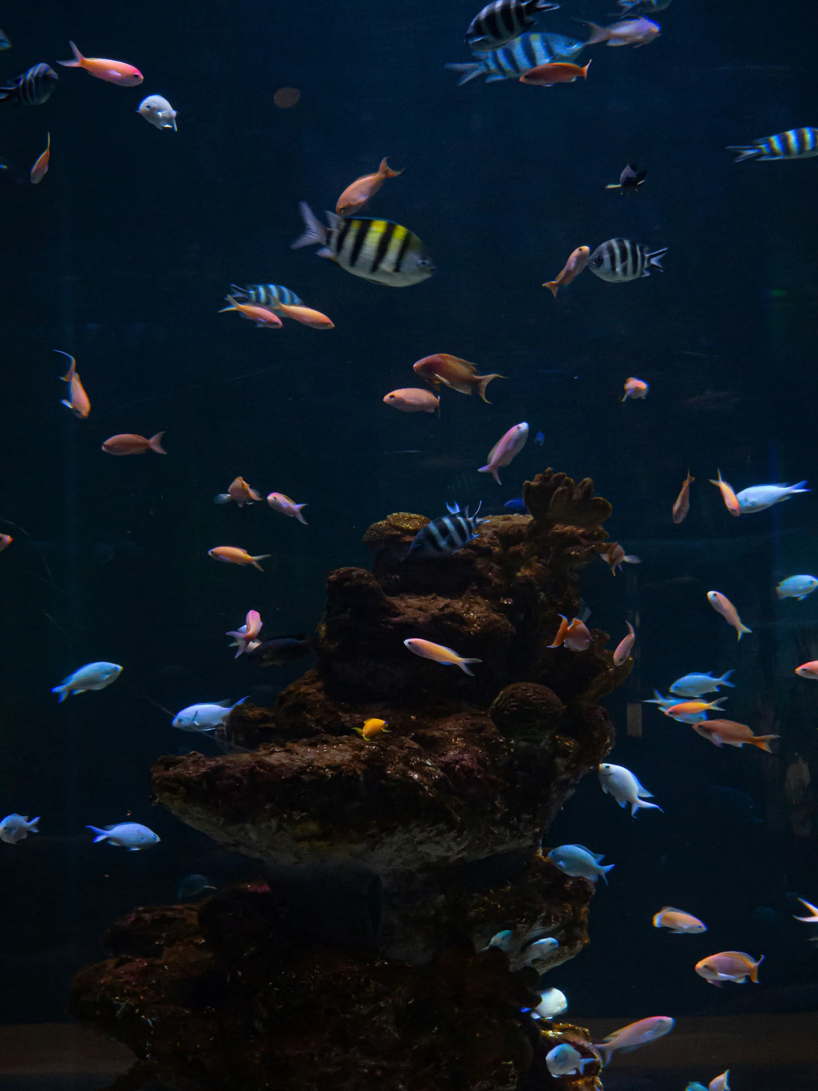 A large aquarium of small tropical fish swimming above a rocky outcrop, New Beach journal