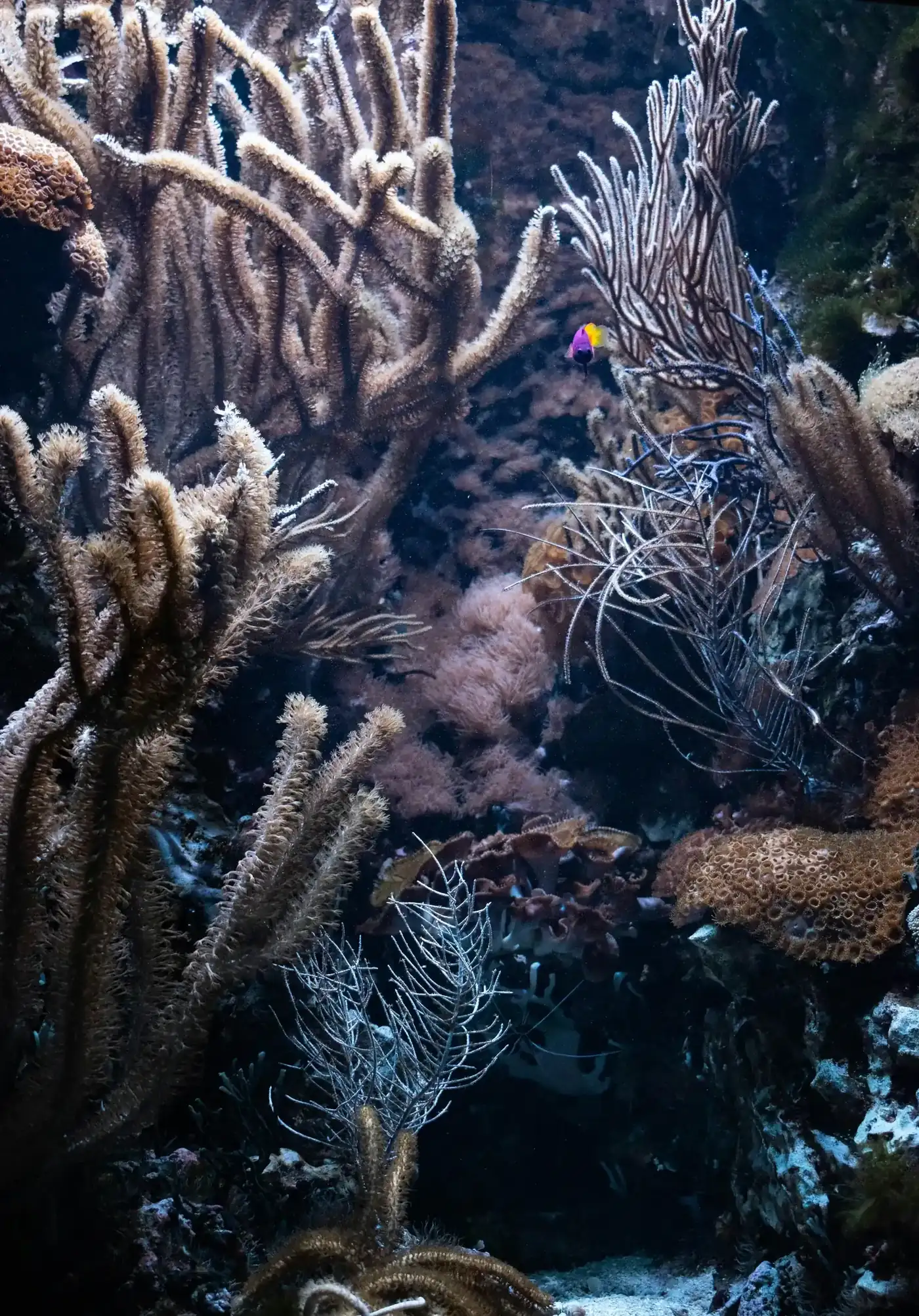 A coral reef of soft corals and sea fans, with one small purple and yellow fish, New Beach journal
