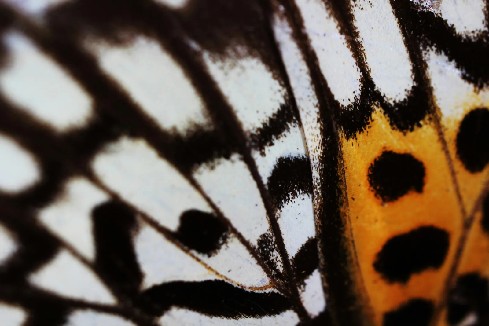 Macro of a butterfly wing in white, black and orange, veins running through it, New Beach journal