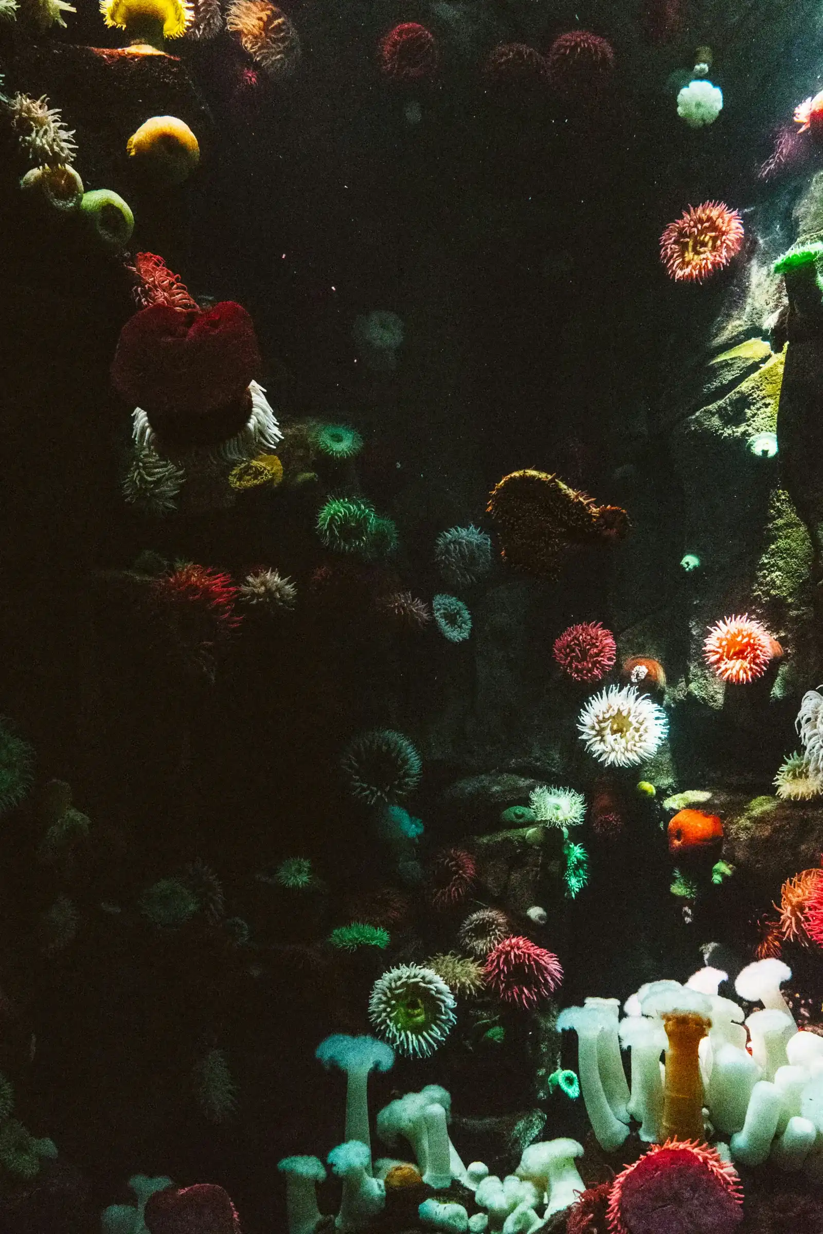 A dark underwater wall covered in brightly coloured sea anemones, New Beach journal