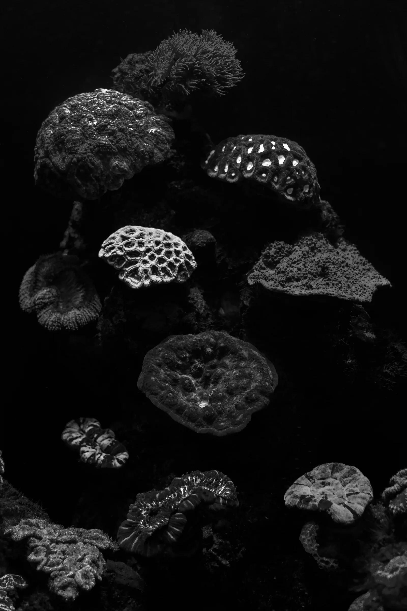 Black and white underwater photograph of a cluster of corals against deep dark water, New Beach journal