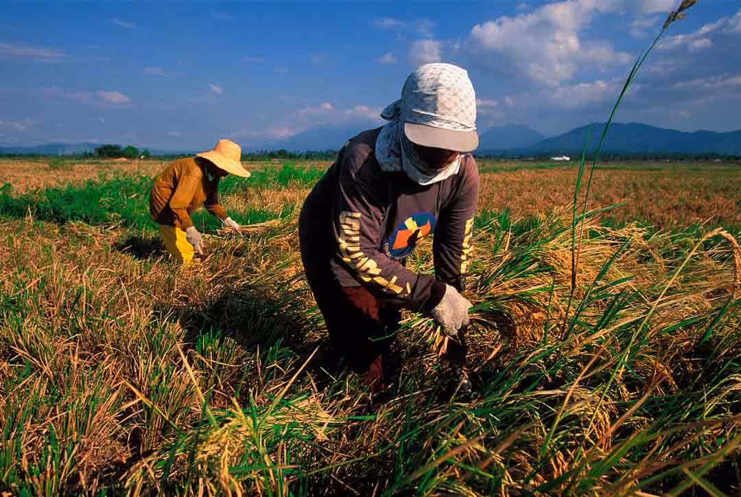 Agricultural workers harvesting in a rice field