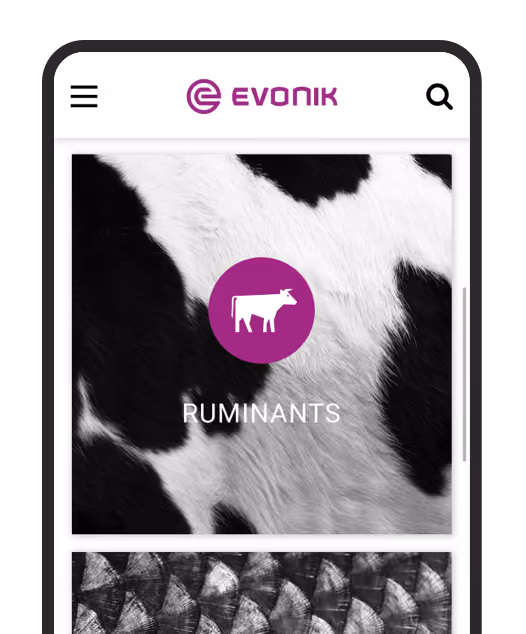 Smartphone screen showing Evonik website with a cow icon and the word RUMINANTS on cow fur background.