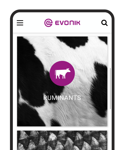 Smartphone screen showing Evonik website with a cow icon and the word RUMINANTS on cow fur background.