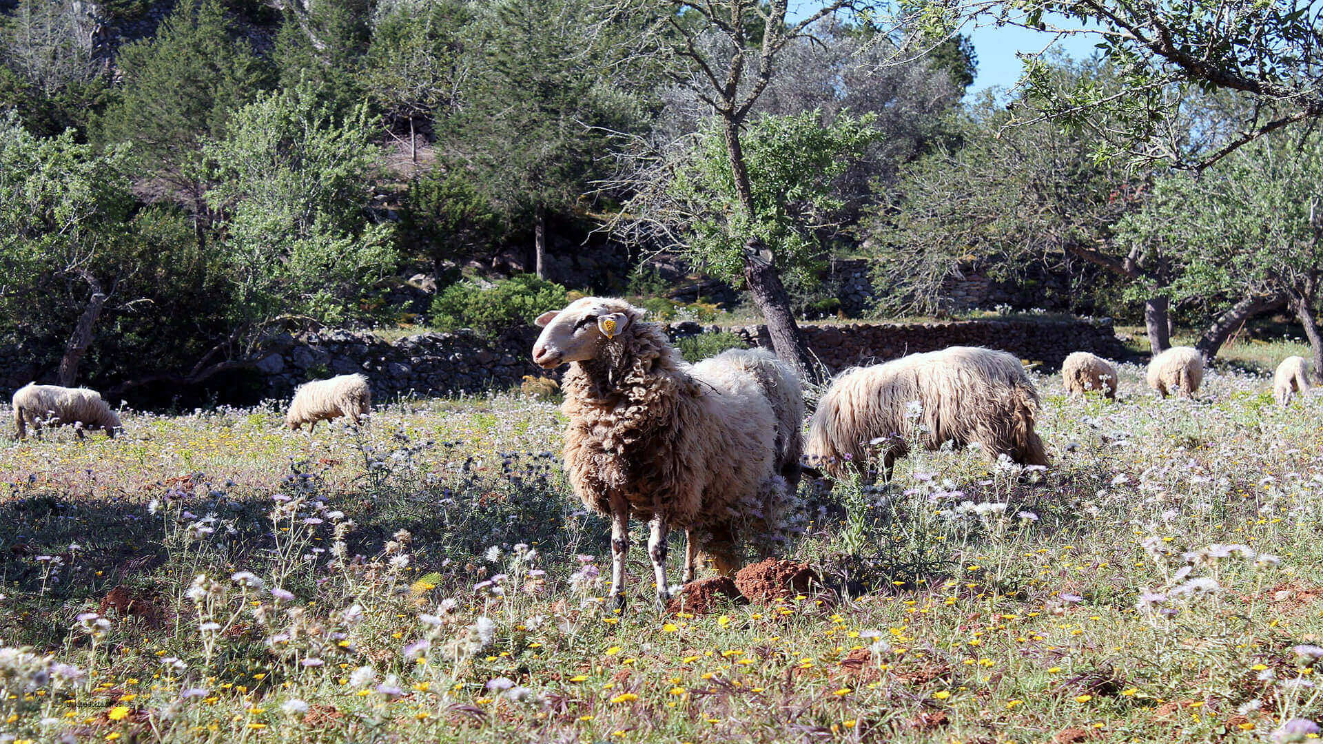Sant Joan / San Juan (north)