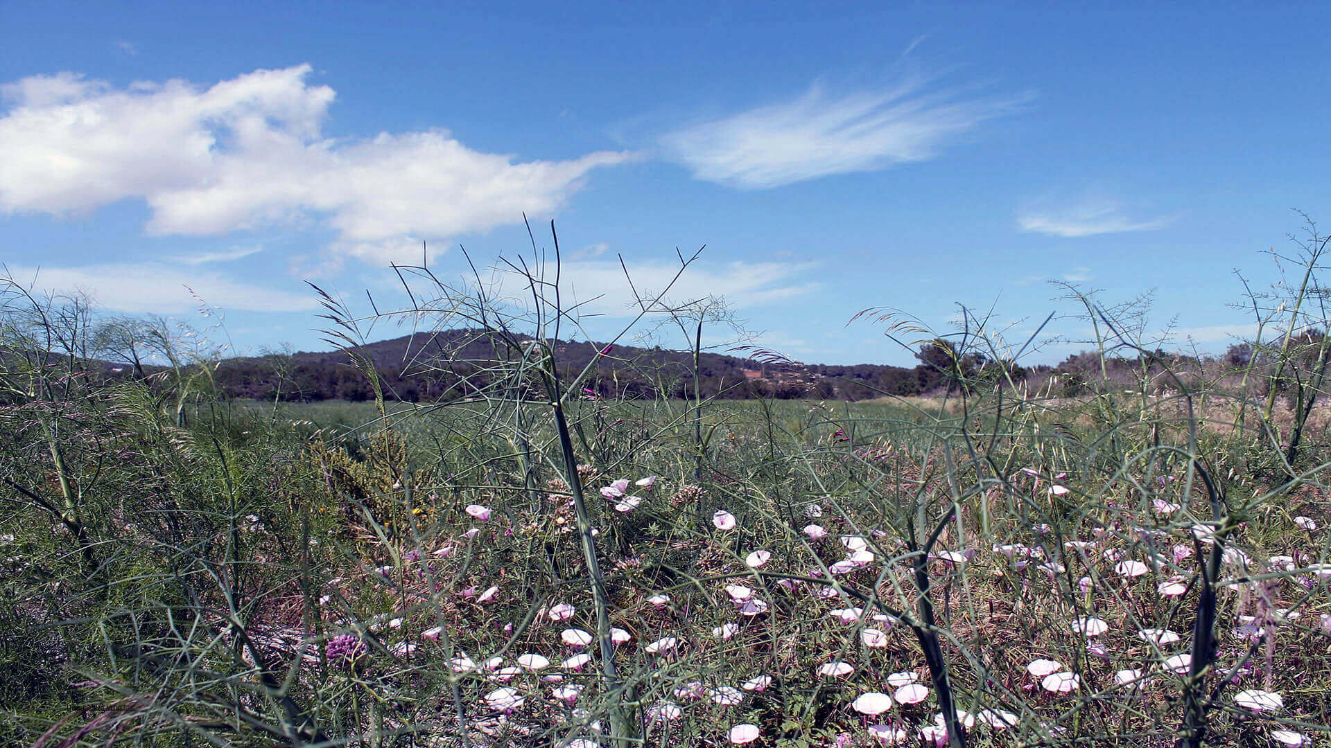 Central & Rural Ibiza Villas