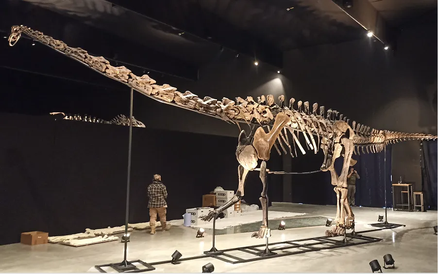 Fertig montiertes Diplodocus-Skelett auf der Stahlkonstruktion von Metallbau Meier