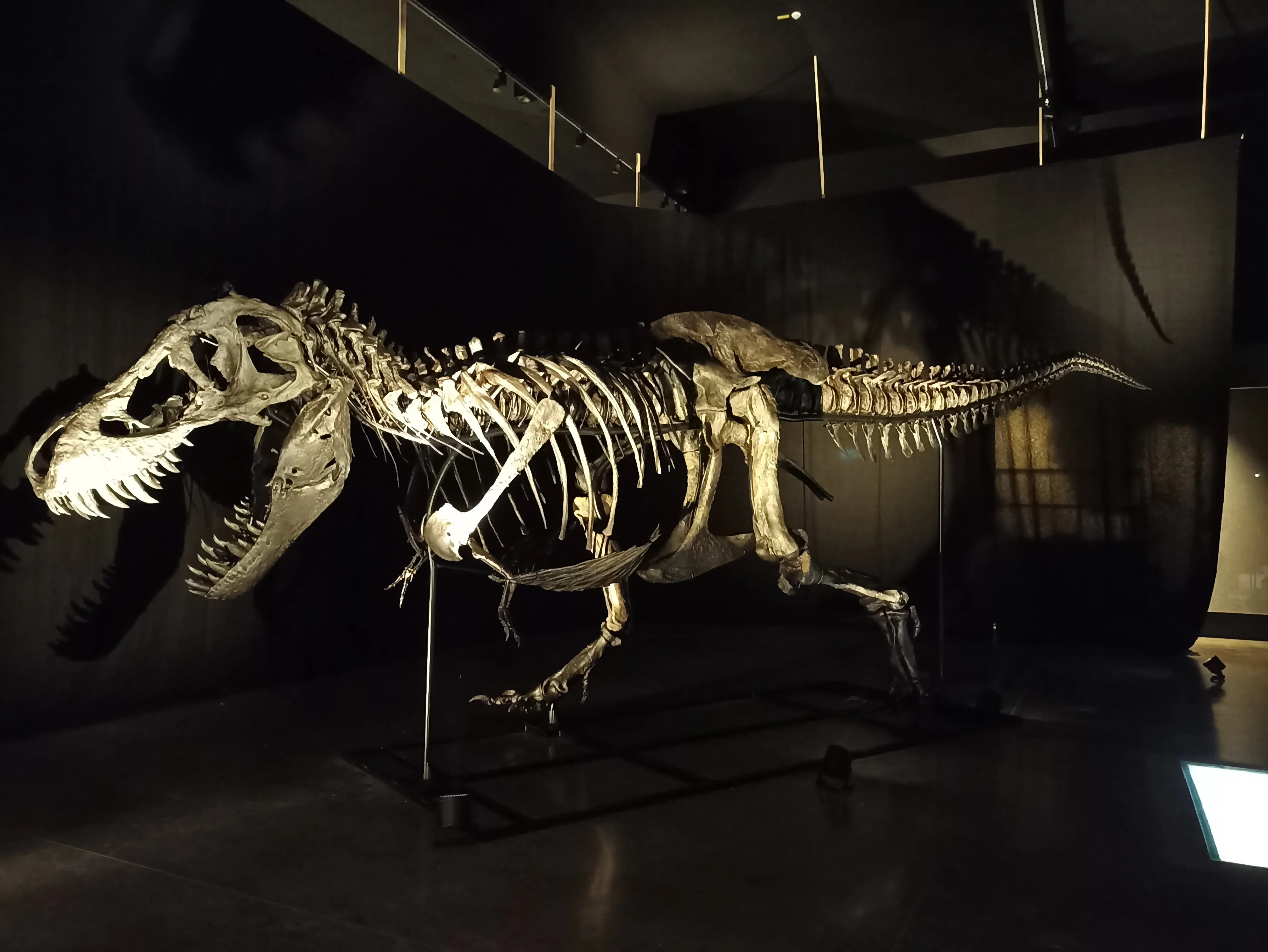 Sonderkonstruktion von Metallbau Meier – Stahlhalterung für ein Dinosaurier-Skelett