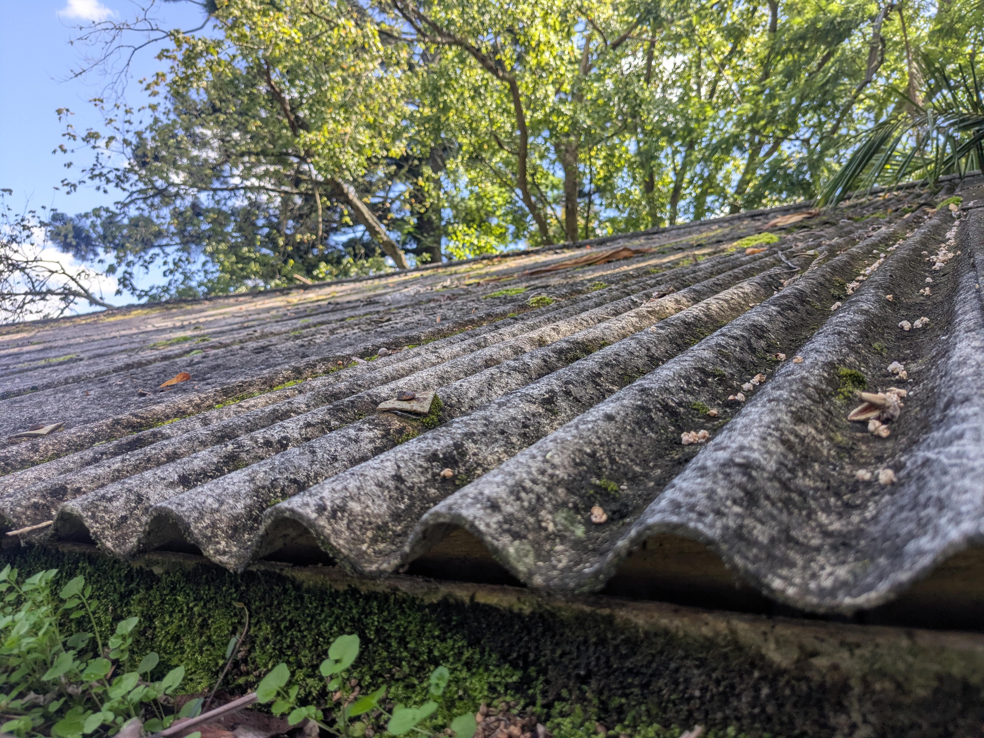 Close-up of a moss-covered corrugated roof with green plants and trees in the background.