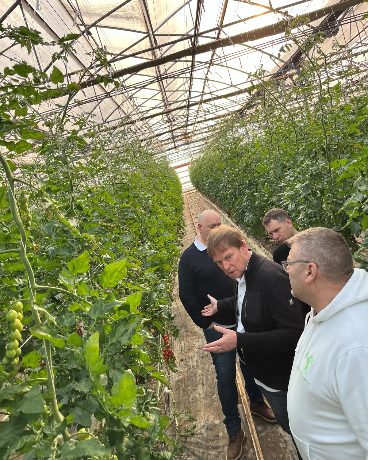 Fachberatung von B+H Solutions an einer Tomatenkultur im Gewächshaus