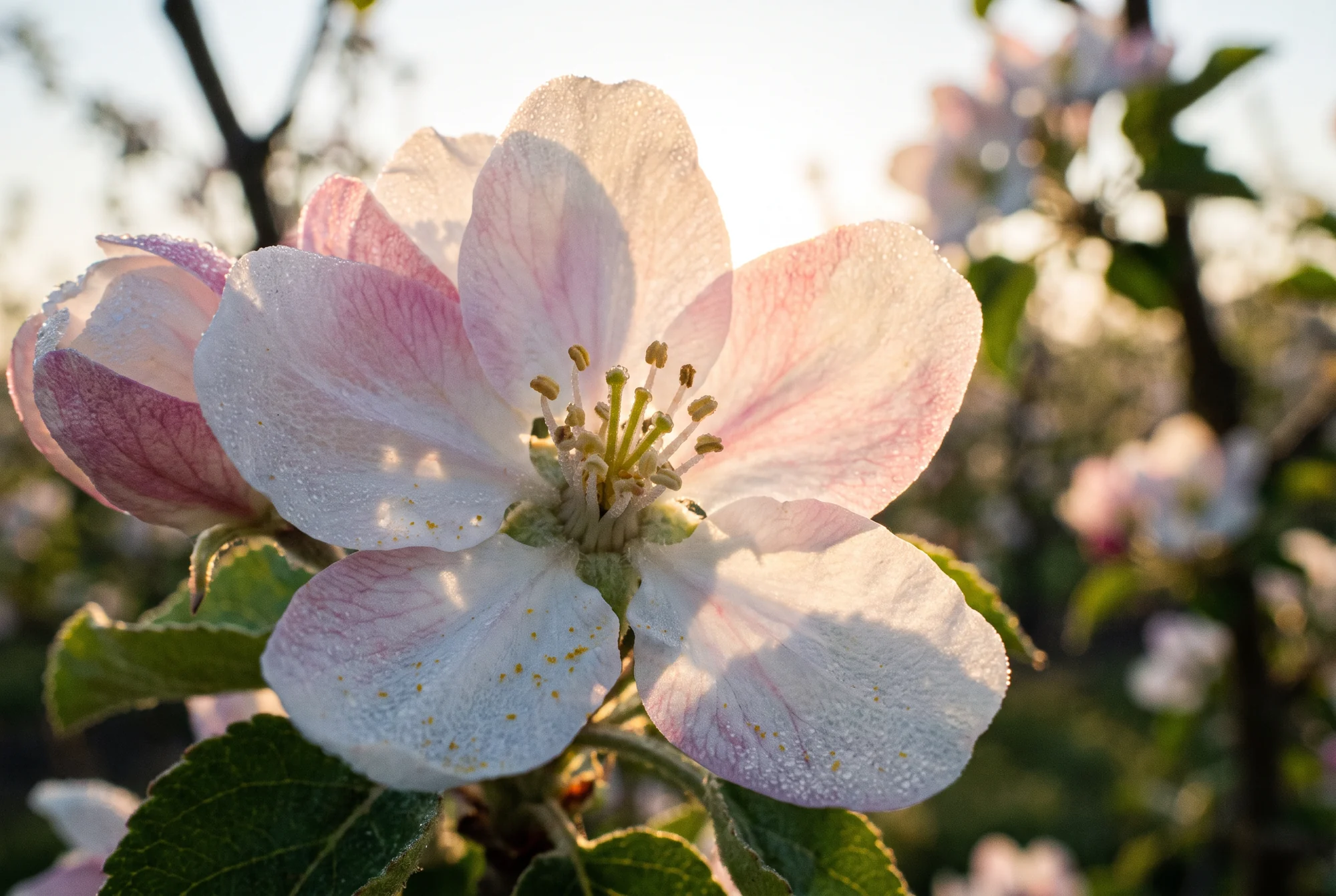 Makroaufnahme einer Obstblüte mit Pollen und feinen Tropfen