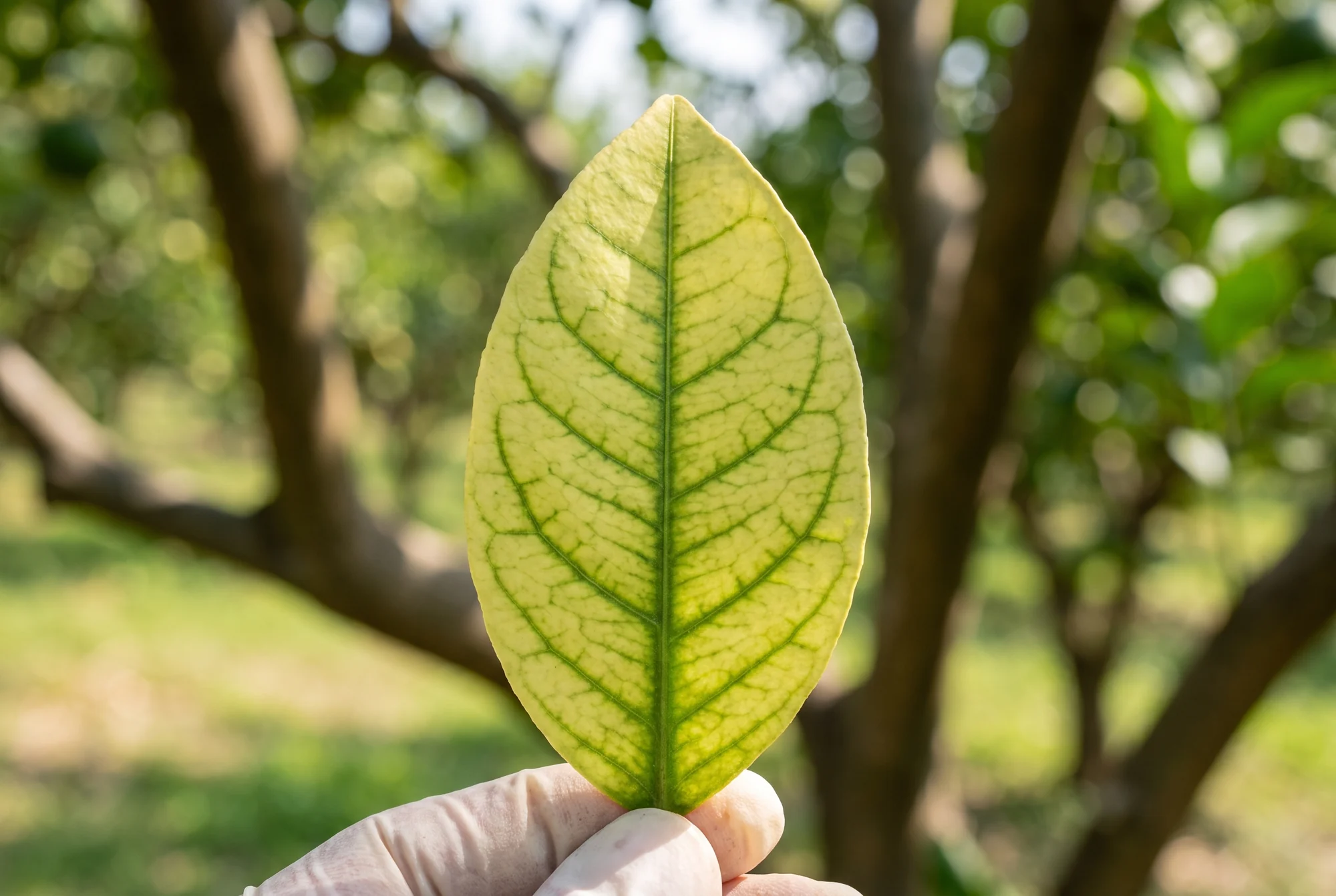 Zitrusblatt mit Eisenchlorose – aufgehellte Blattfläche bei dunkelgrünen Blattadern