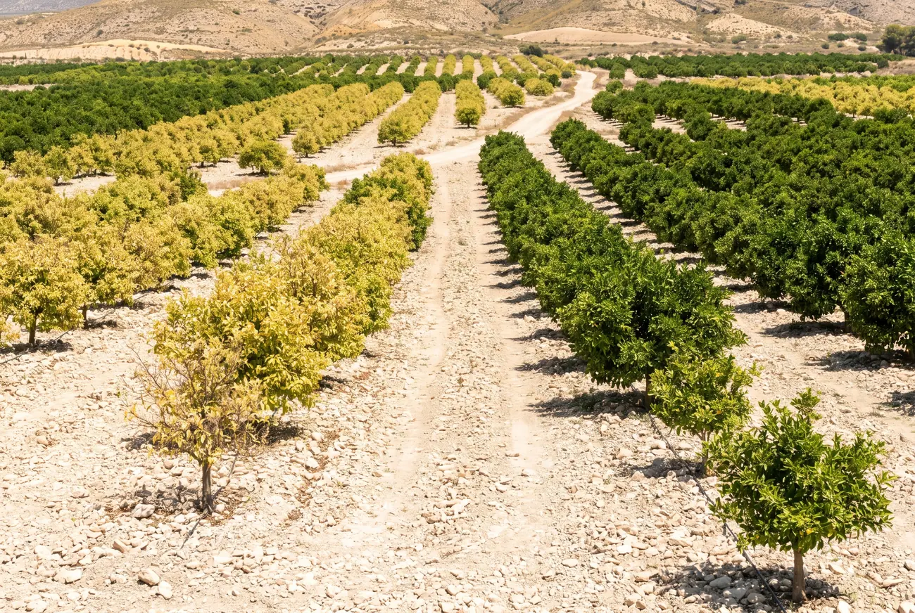 Mandarinenanlage auf kalkhaltigem Steinboden mit unterschiedlich grünen Baumreihen