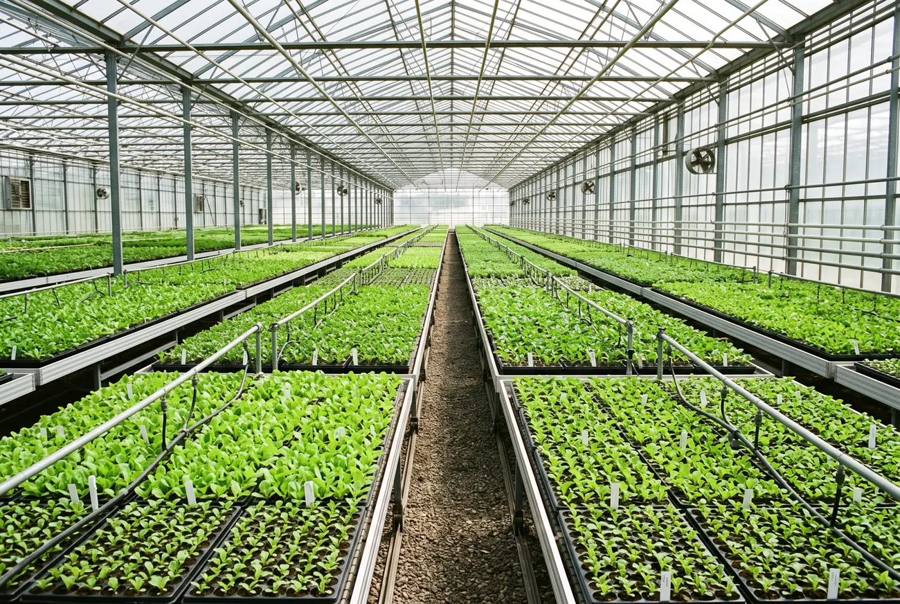 Anzuchtgewächshaus mit Reihen von Jungpflanzenpaletten