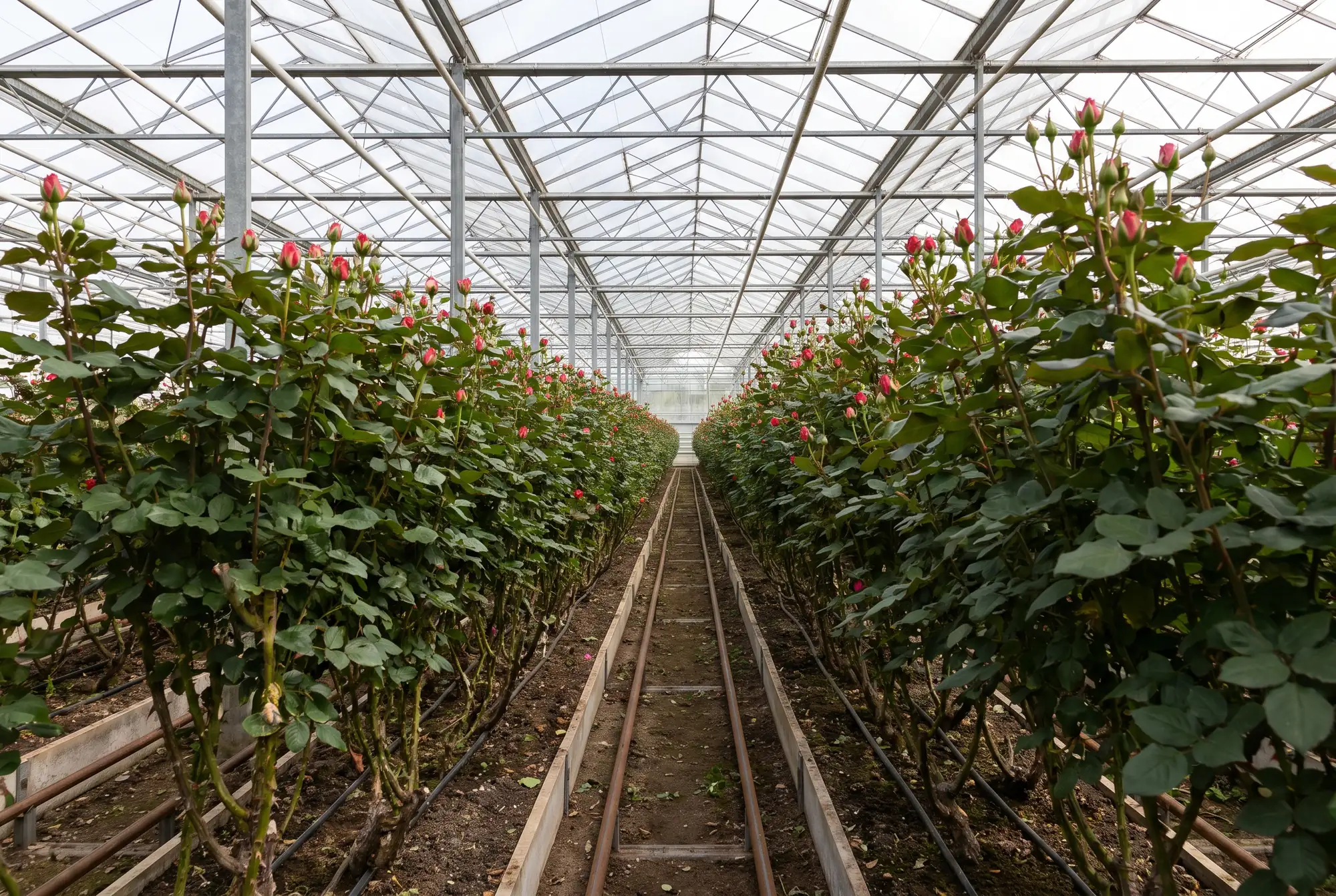 Rosenbeet im Produktionsgewächshaus mit dichten Pflanzen und Knospen
