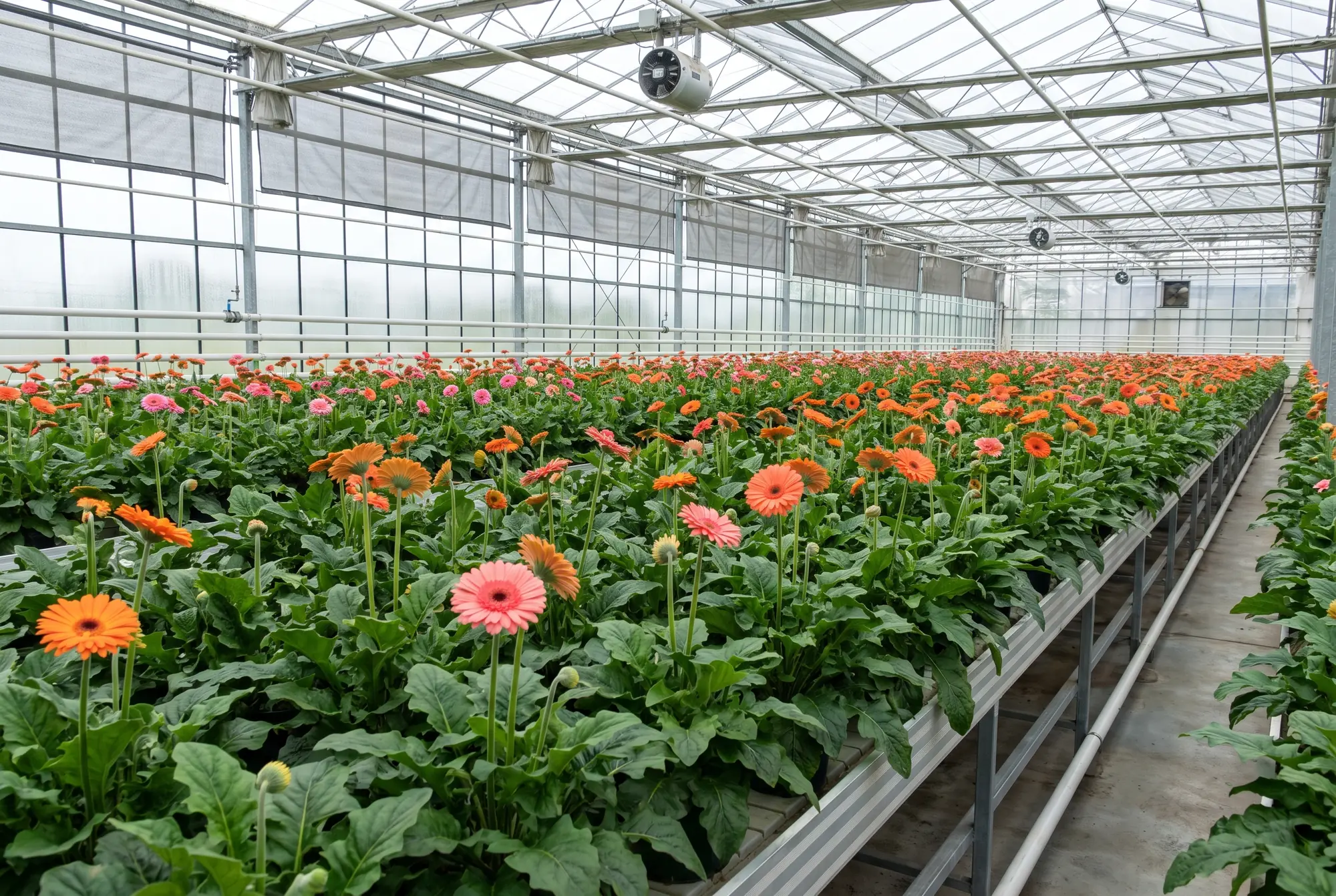 Gerbera im Gewächshaus mit tiefgrünem Laub und offenen Blüten