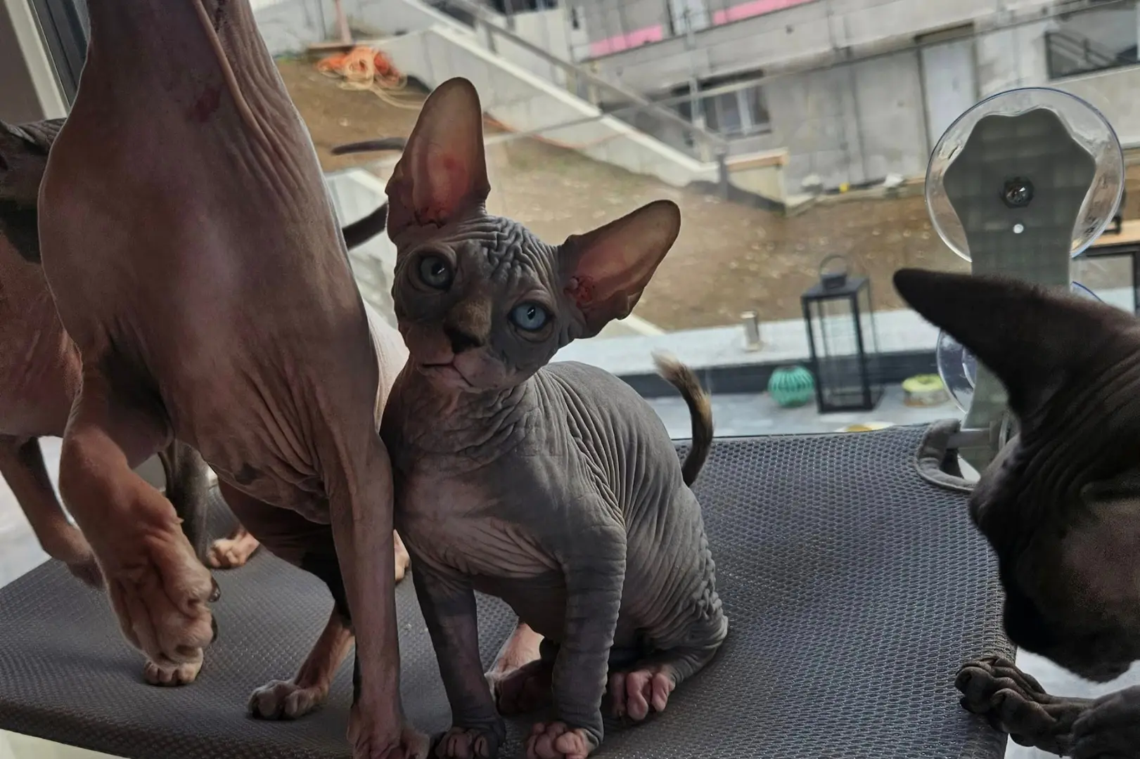 Chats Sphynx vivant en liberté à la maison, en Valais